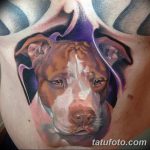 фото тату питбультерьер от 25.10.2017 №090 - tattoo pit bull terrier - tatufoto.com