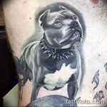 фото тату питбультерьер от 25.10.2017 №091 - tattoo pit bull terrier - tatufoto.com
