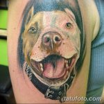 фото тату питбультерьер от 25.10.2017 №094 - tattoo pit bull terrier - tatufoto.com