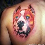фото тату питбультерьер от 25.10.2017 №095 - tattoo pit bull terrier - tatufoto.com