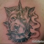 фото тату питбультерьер от 25.10.2017 №096 - tattoo pit bull terrier - tatufoto.com