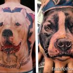 фото тату питбультерьер от 25.10.2017 №097 - tattoo pit bull terrier - tatufoto.com