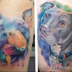фото тату питбультерьер от 25.10.2017 №099 - tattoo pit bull terrier - tatufoto.com