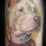 фото тату питбультерьер от 25.10.2017 №102 - tattoo pit bull terrier - tatufoto.com