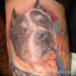 фото тату питбультерьер от 25.10.2017 №103 - tattoo pit bull terrier - tatufoto.com
