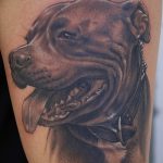 фото тату питбультерьер от 25.10.2017 №104 - tattoo pit bull terrier - tatufoto.com