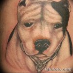 фото тату питбультерьер от 25.10.2017 №105 - tattoo pit bull terrier - tatufoto.com