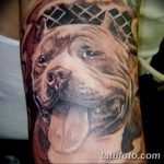 фото тату питбультерьер от 25.10.2017 №106 - tattoo pit bull terrier - tatufoto.com