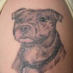 фото тату питбультерьер от 25.10.2017 №108 - tattoo pit bull terrier - tatufoto.com