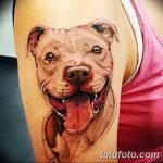 фото тату питбультерьер от 25.10.2017 №109 - tattoo pit bull terrier - tatufoto.com