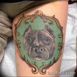 фото тату питбультерьер от 25.10.2017 №110 - tattoo pit bull terrier - tatufoto.com
