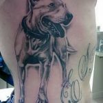 фото тату питбультерьер от 25.10.2017 №112 - tattoo pit bull terrier - tatufoto.com