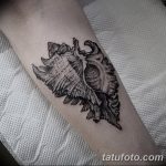 фото тату раковина от 07.10.2017 №015 - tattoo shell - tatufoto.com