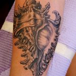 фото тату раковина от 07.10.2017 №162 - tattoo shell - tatufoto.com