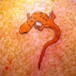 фото тату саламандра от 07.10.2017 №083 - tattoo salamander - tatufoto.com