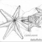 фото Эскизы тату морская звезда от 31.10.2017 №005 - Sketches of a starfish tattoo