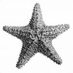 фото Эскизы тату морская звезда от 31.10.2017 №034 - Sketches of a starfish tattoo