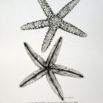 фото Эскизы тату морская звезда от 31.10.2017 №045 - Sketches of a starfish tattoo