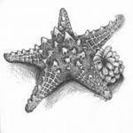 фото Эскизы тату морская звезда от 31.10.2017 №051 - Sketches of a starfish tattoo