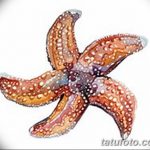 фото Эскизы тату морская звезда от 31.10.2017 №054 - Sketches of a starfish tattoo