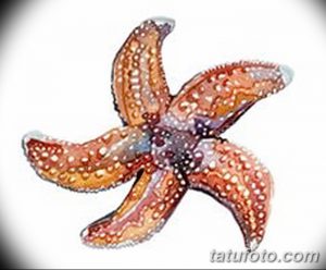 Фотография акварельного эскиза татуировки морской звезды в оранжево-коричневых тонах. Мягкие переходы и размытые контуры.