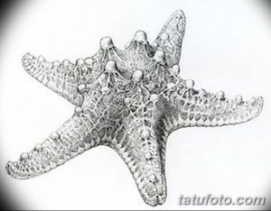 Черно-белый рисунок морской звезды, выполненный в реалистичном стиле, детализированный эскиз для татуировки, текстура, штриховка, объем.