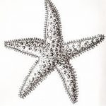 фото Эскизы тату морская звезда от 31.10.2017 №062 - Sketches of a starfish tattoo