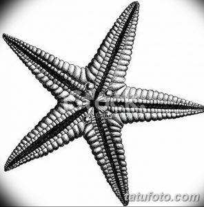 Черно-белый винтажный рисунок морской звезды, детализированный эскиз для татуировки, текстура, точки, штриховка, старинный стиль.