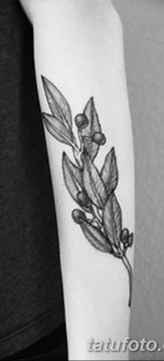 фото тату оливковая ветвь от 13.11.2017 №014 — olive branch tattoo — tatufoto.com