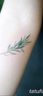 фото тату оливковая ветвь от 13.11.2017 №031 — olive branch tattoo — tatufoto.com