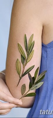 фото тату оливковая ветвь от 13.11.2017 №043 — olive branch tattoo — tatufoto.com