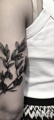 фото тату оливковая ветвь от 13.11.2017 №074 — olive branch tattoo — tatufoto.com