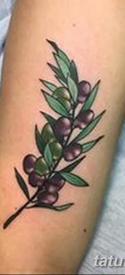 фото тату оливковая ветвь от 13.11.2017 №077 — olive branch tattoo — tatufoto.com