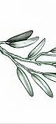 фото тату оливковая ветвь от 13.11.2017 №088 — olive branch tattoo — tatufoto.com
