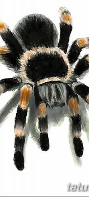 фото тату тарантул от 21.11.2017 №004 — tattoo tarantula — tatufoto.com