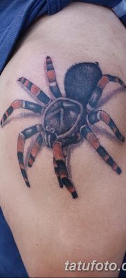фото тату тарантул от 21.11.2017 №007 — tattoo tarantula — tatufoto.com