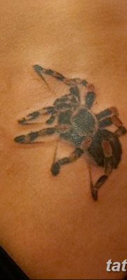 фото тату тарантул от 21.11.2017 №010 — tattoo tarantula — tatufoto.com