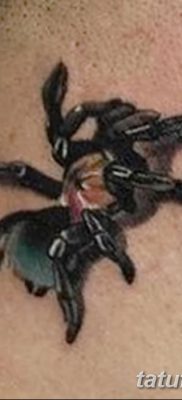 фото тату тарантул от 21.11.2017 №024 — tattoo tarantula — tatufoto.com