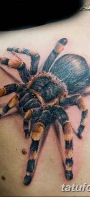 фото тату тарантул от 21.11.2017 №043 — tattoo tarantula — tatufoto.com