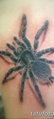 фото тату тарантул от 21.11.2017 №084 — tattoo tarantula — tatufoto.com