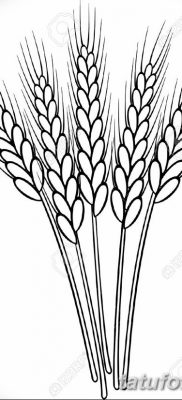 фото тату Колос пшеницы от 21.12.2017 №002 — Wheat spike tattoo — tatufoto.com