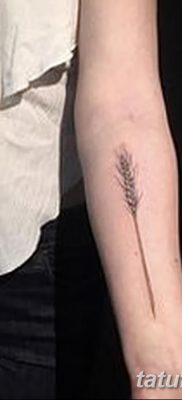 фото тату Колос пшеницы от 21.12.2017 №006 — Wheat spike tattoo — tatufoto.com