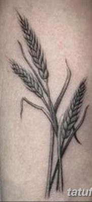 фото тату Колос пшеницы от 21.12.2017 №016 — Wheat spike tattoo — tatufoto.com