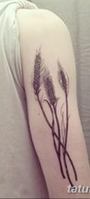 фото тату Колос пшеницы от 21.12.2017 №017 — Wheat spike tattoo — tatufoto.com