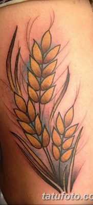 фото тату Колос пшеницы от 21.12.2017 №018 — Wheat spike tattoo — tatufoto.com