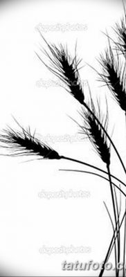 фото тату Колос пшеницы от 21.12.2017 №024 — Wheat spike tattoo — tatufoto.com 37234236234