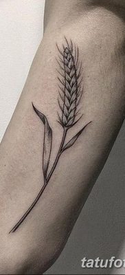 фото тату Колос пшеницы от 21.12.2017 №028 — Wheat spike tattoo — tatufoto.com