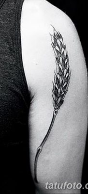 фото тату Колос пшеницы от 21.12.2017 №029 — Wheat spike tattoo — tatufoto.com