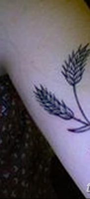 фото тату Колос пшеницы от 21.12.2017 №030 — Wheat spike tattoo — tatufoto.com