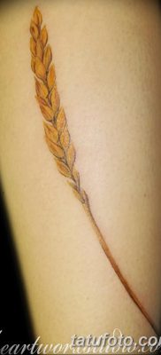 фото тату Колос пшеницы от 21.12.2017 №031 — Wheat spike tattoo — tatufoto.com
